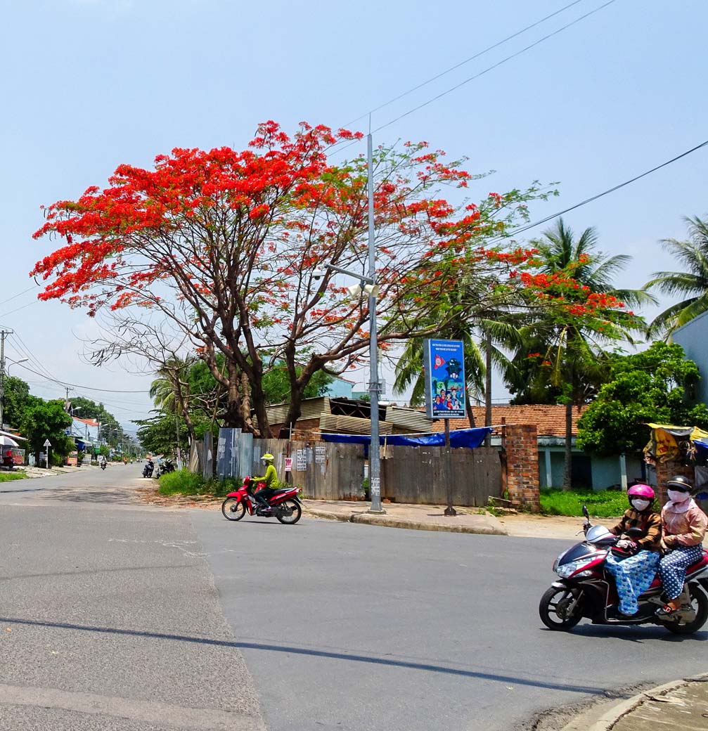 Kon Tum mùa hoa phượng nở - Việt Nam mùa hè đỏ lửa